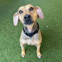 Thumbnail photo of Rogue #1