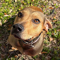 Thumbnail photo of Rogue #4