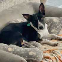 Thumbnail photo of Sandy #3