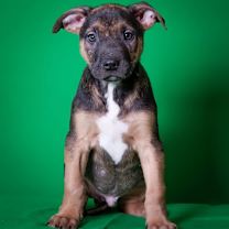 Thumbnail photo of Guinness Irish #2