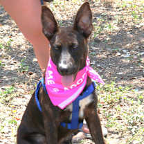 Thumbnail photo of Koa #2