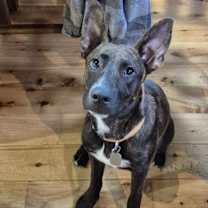 Thumbnail photo of Koa #1