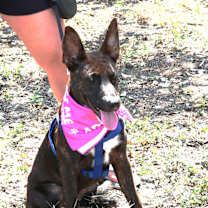 Thumbnail photo of Koa #3