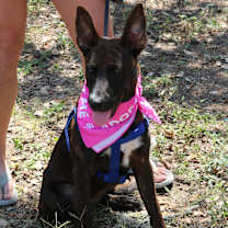 Thumbnail photo of Koa #4