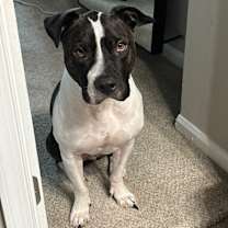 Thumbnail photo of Trunks #1