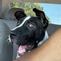 Thumbnail photo of Trunks #2