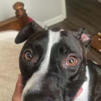 Thumbnail photo of Trunks #3