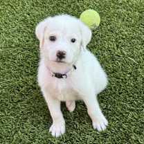 Thumbnail photo of Minnie #1