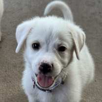 Thumbnail photo of Minnie #2