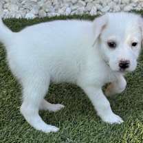 Thumbnail photo of Minnie #3