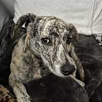 Thumbnail photo of Lilo #2