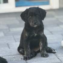 Thumbnail photo of Summer's Puppy Halo #1