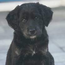 Thumbnail photo of Summer's Puppy Halo #3