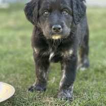 Thumbnail photo of Summer's Puppy Halo #4