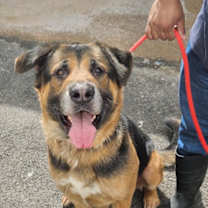 Thumbnail photo of ARIAT #1