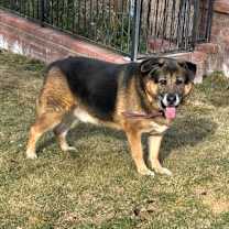 Thumbnail photo of ARIAT #2