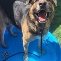 Thumbnail photo of ARIAT #4