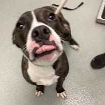 Thumbnail photo of Callie #2