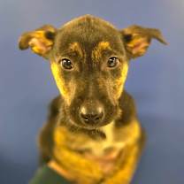 Thumbnail photo of CT Hubble #2