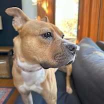 Thumbnail photo of Sweetie #2