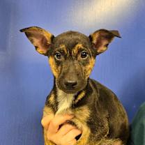 Thumbnail photo of CT Hubble #3