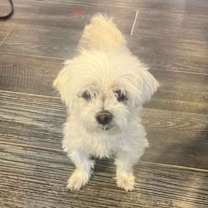 Thumbnail photo of Bella (S25-180) #2