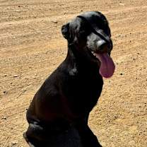 Thumbnail photo of Ross #4