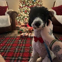 Thumbnail photo of Holidaze #1