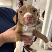 Thumbnail photo of Peppa Pig #2