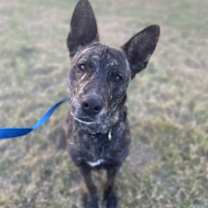 Thumbnail photo of Tails #1