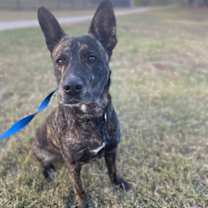 Thumbnail photo of Tails #3