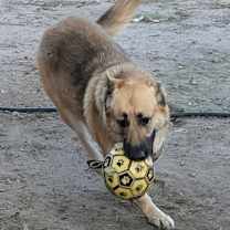 Thumbnail photo of Lucky #2