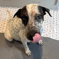 Thumbnail photo of Shayna #2