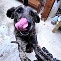 Thumbnail photo of LUCY #4