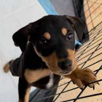 Thumbnail photo of Calvin #1