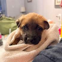 Thumbnail photo of Cola #1