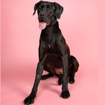 Thumbnail photo of Ninja #1