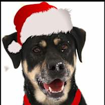 Thumbnail photo of Apollo #1