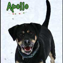 Thumbnail photo of Apollo #2