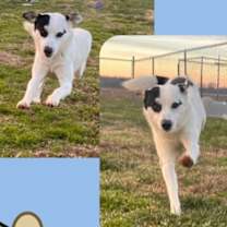 Thumbnail photo of Magnus #1