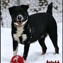 Thumbnail photo of Avett #2