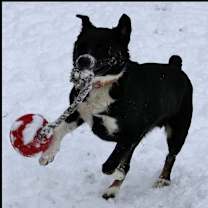 Thumbnail photo of Avett #4