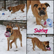 Thumbnail photo of Shirley #1