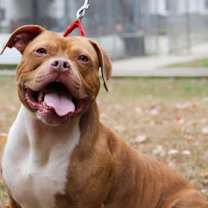 Thumbnail photo of Bubba FKA Brady #1