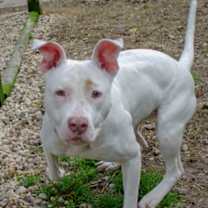 Thumbnail photo of Stella #3