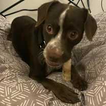 Thumbnail photo of Stanley #1