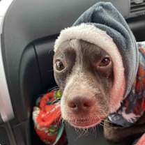 Thumbnail photo of Stanley #4