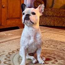 Thumbnail photo of Luna #2