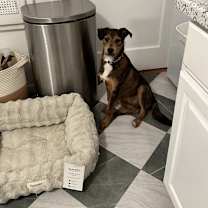 Thumbnail photo of Louie #4