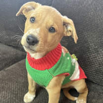 Thumbnail photo of Curly Joe #4